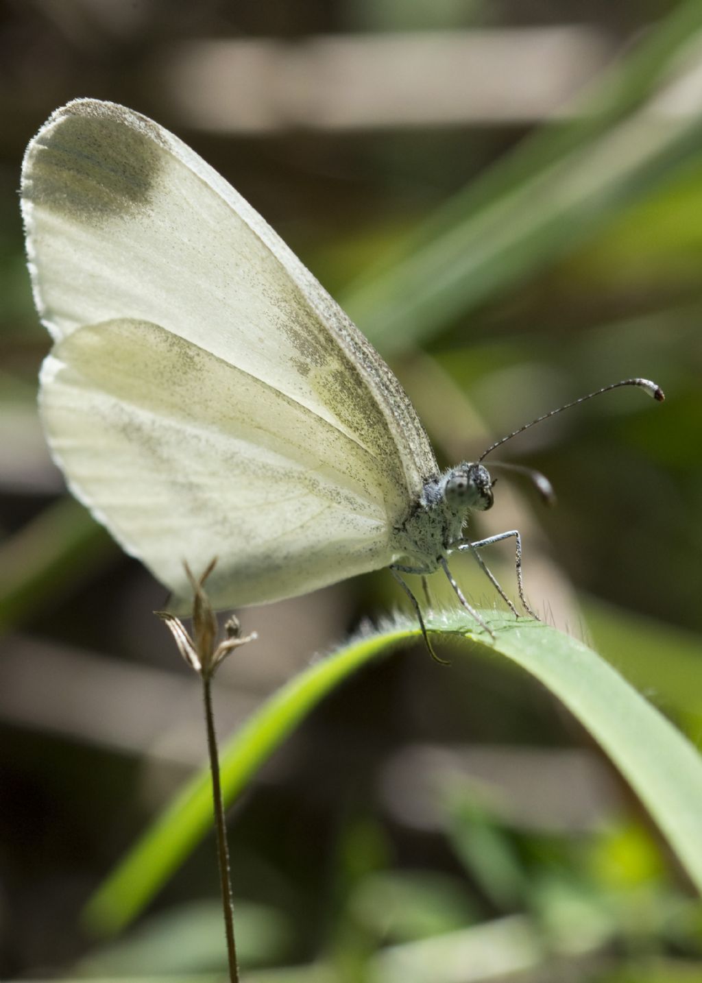 Leptidea sinapis